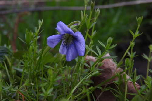 aetheric-aesthetic: Viola papilionacea (Wild Violet)