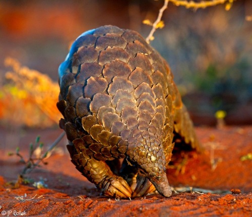 Ground Pangolin(Smutsia Temminckii), Family Manidae, Order Pholidota, South Africa