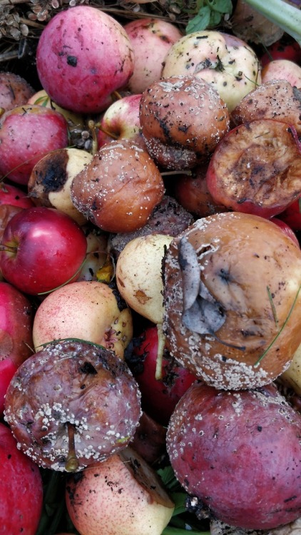 Monilinia fructigena -fungus causing a fruit rot of plums, pears and apples.
