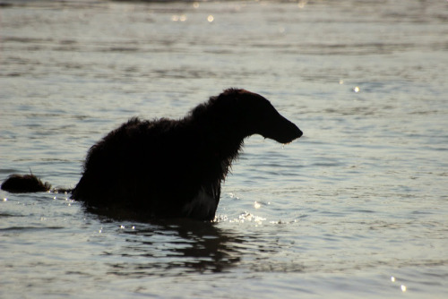 zoi-ish-tales: paper cut borzoi - silhouettes between shade, water and light. @thewavesbrokeonthesho