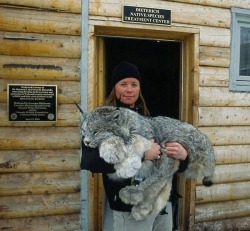whiskeyandgrit:  This Lynx is being released into the wild. What a beautiful and magnificent creature.