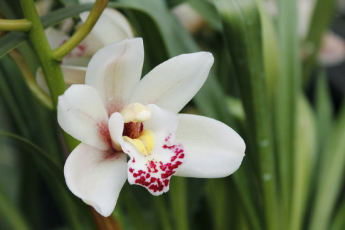 Orquídea Blanca on Flickr.Follow me in Facebook!/Síganme en Facebook!: https://www.facebook.com/olli