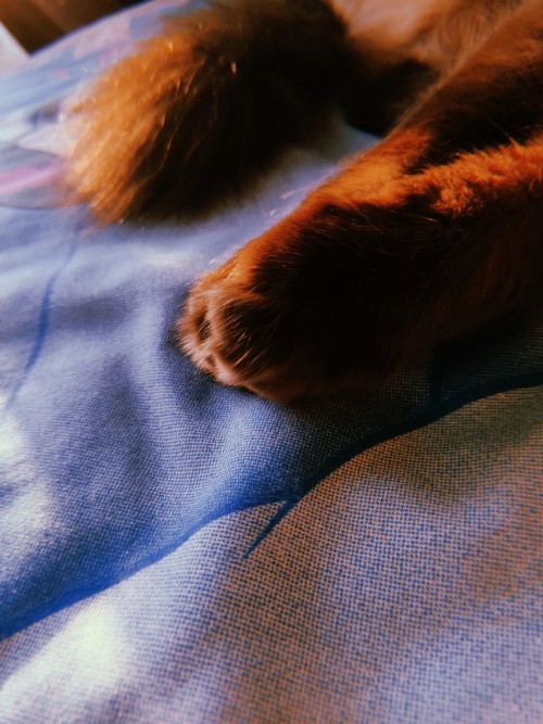 Cat paws ✨
