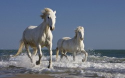 widewaterwoman:  The small, wild horses of Camargue run feral along the Camargue region in France. They are considered to be one of the oldest breeds in the world.