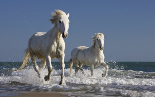 reallytrying:pruhns:widewaterwoman:The small, wild horses of Camargue run feral along the Camargue r