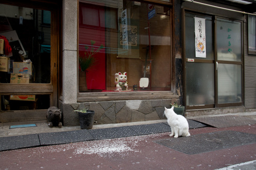 778:   今日の猫 (via kumofm) 