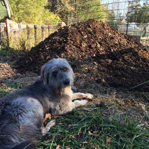 Beautiful day to turn the big compost pile. It’s pretty dank stuff. Dog included for scale. #compost