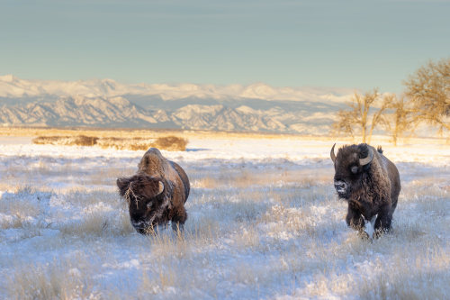 Rocky Mountain Arsenal National Wildlife Refuge - Colorado - USA (by Michael Levine-Clark) 