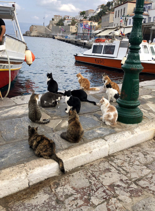 cuteness–overload: Hydra Island, Greece. A fishing boat returning to port receives a royal wel