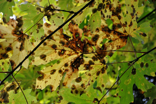 Big Leaf Maple