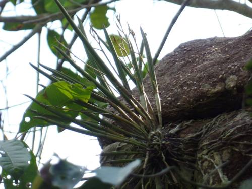  Brassavola tuberculata, in situ, Coxim, MS, Brazil.Orchidaceae: Laeliinae.By Marcilio Lopo‎. [x]