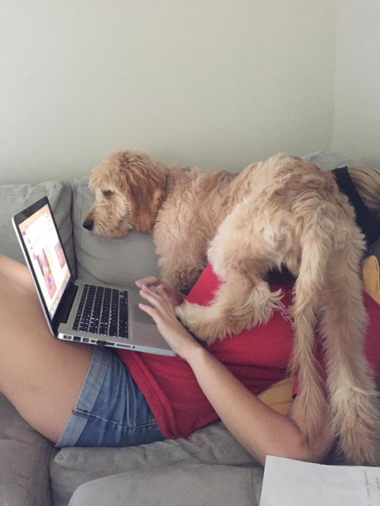 lolfactory:  This is Leo. He isn’t annoying at all. ➨ funny blog [via imgur]