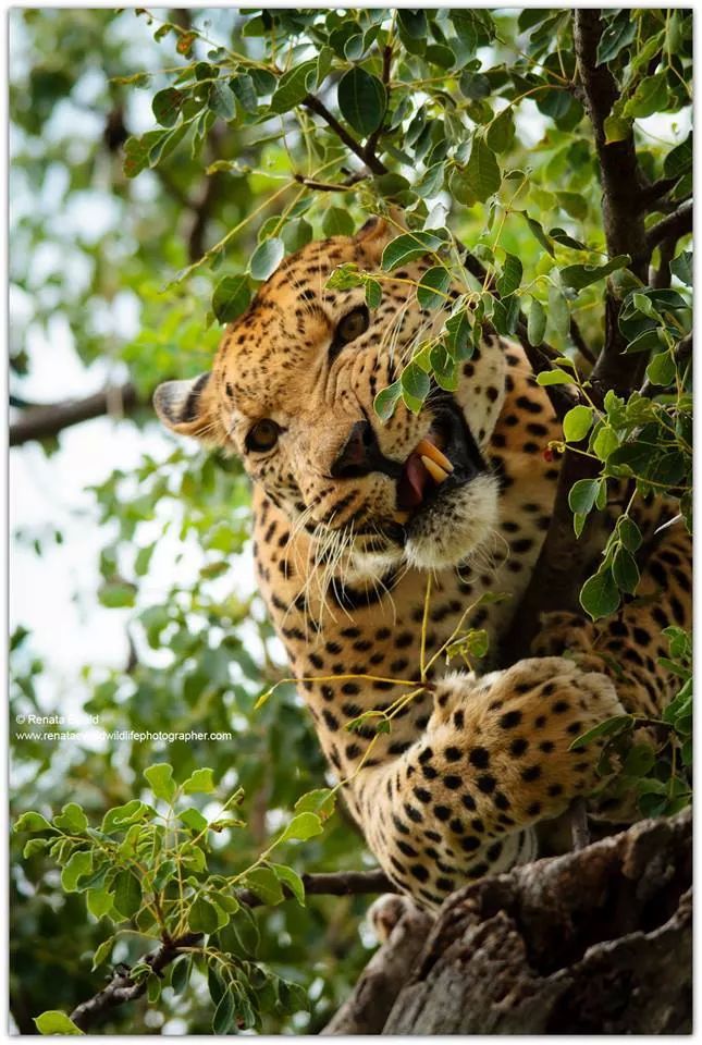 <p>Fierce leopard</p>