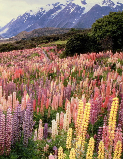 Wild lupines in Mount Cook National Park, New Zealand (by hoangdan1225)