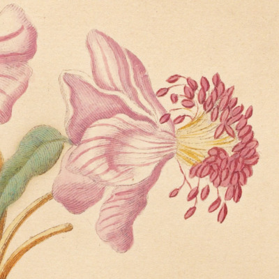 maria sibylla merian on Tumblr