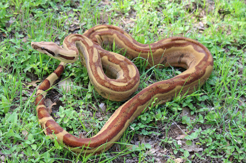 crispysnakes: Hawiian Hammer - Hypo jungle (Boa imperator)Hard to believe my first holdback is comin