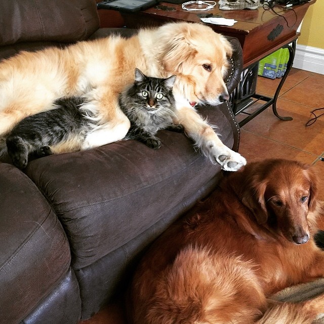 cuteanimalspics:  I don’t know if my cat likes my dog as much as they love…