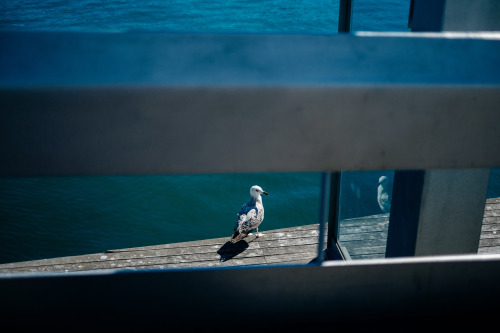 Barcelona - 2016Volver a ver la foto de los dos turistas hostigando a una gaviota con una gopro (por