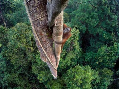 A young male orangutan makes the 30-metre climb up the thickest root of the strangler fig high above