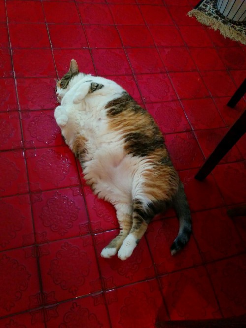 duderedcat:Gea wants tummy rubs.