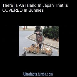 sassy-john-watson:   ultrafacts:  Source For more posts like this, follow Ultrafacts  That last man looks so very happy. Like there is no wrong in the world. Just a bunny pile on top of him. No more worries, only a fluffy pile of fur. 