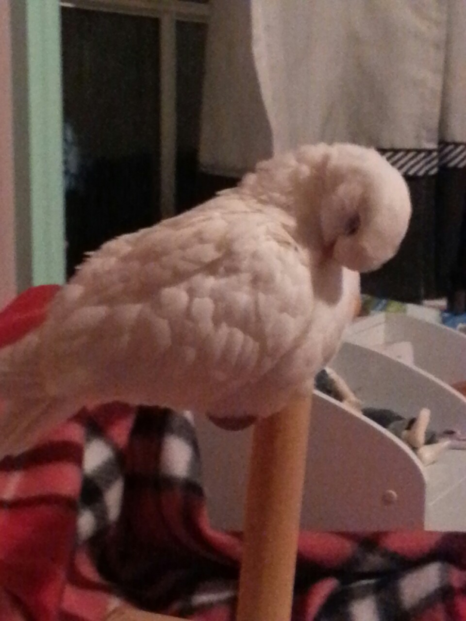 Fluff is reaching critical spillage!   Edge of perch almost obscured!  Back up may