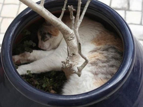 Cat Nap — 50 most comfortable places for sleeping! Cats always know where the best places for sleepi