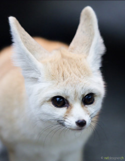 earthandanimals:   Fennec Fox by Daniel