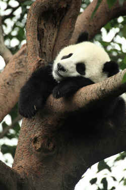  Panda by George Lu  