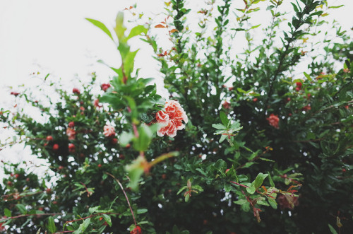englishsnow:   Takumi Yashima      