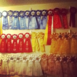 I reorganized my ribbons! #horse #equestrian #ribbons