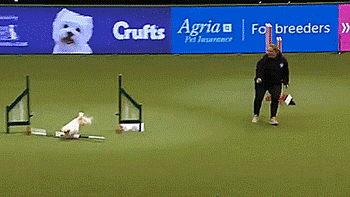 tastefullyoffensive:  Olly got a little over-excited during his agility competition