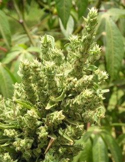 smokethaweed:  stoner  420 cannabis stuff weed grass herbmarijuana ganja pot