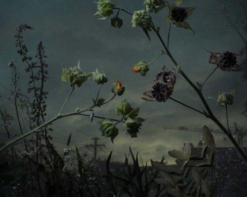  Weeds and Flowers Recast as Shadowy Subjects in Daniel Shipp’s Dramatic Photographs 