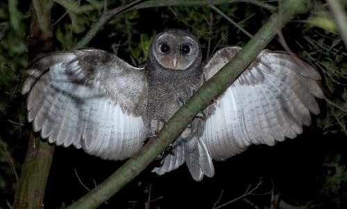 ainawgsd: Tyto tenebricosa, the greater sooty owl, is a medium to large owl found in south-eastern A