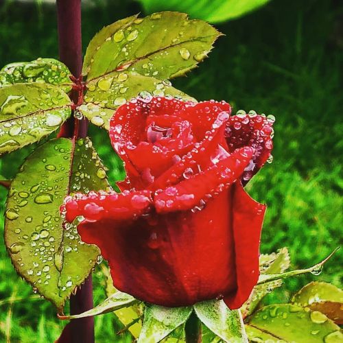 Tea roses in bloom. . . . . . #garden #pnw #pnwgardening #gaygardener #gaygarden #nature #rose #tea