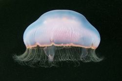 ronbeckdesigns:  Jellyfish Madness by Alexander