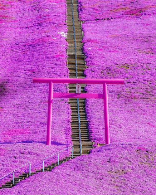 todayintokyo: Higashimokoto Shibazakura Park (東藻琴芝桜公園) in Hokkaido, photo by  usk.com_usk.com_