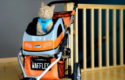 Waffles the Therapy Cat visits nursing homes in his Waffle Wagon.(via GLOGIRLY)