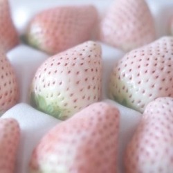 cranberrycakes:Pastel “desserts” mood