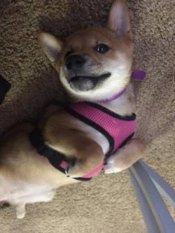 awwww-cute:  Meet Ponyo, my new doge