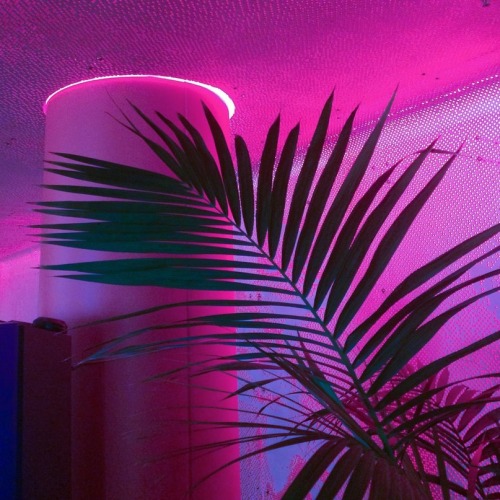 neon blog