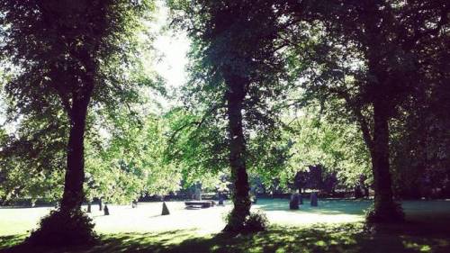 Gorsedd Stones looking magical first thing Bute Park, Cardiff