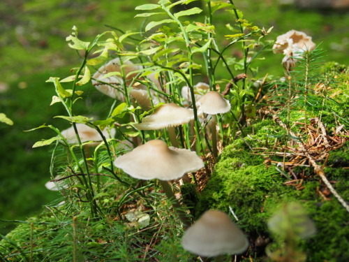 floralprintshark: sometimesseelie: shroomlings: Mushroom castle  That is a faerie ring. And a pretty