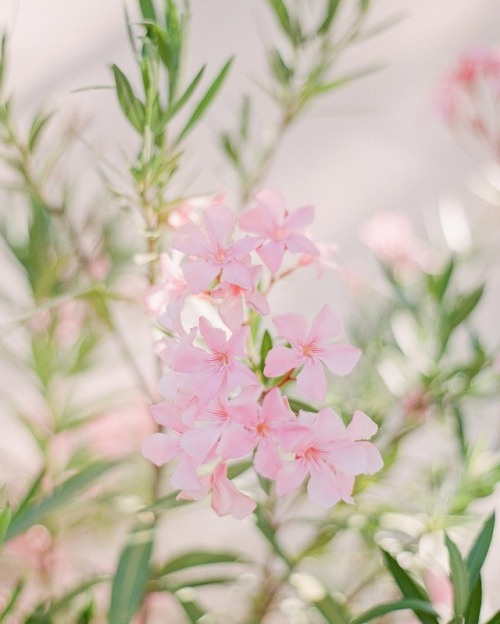 inkxlenses:Roses & Oleander | by Oliver Fly