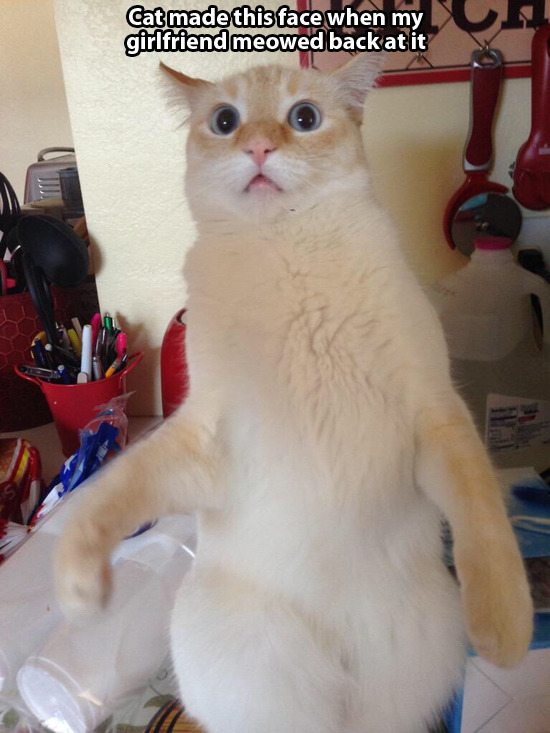catsbeaversandducks:  pleatedjeans:  via  That’s exactly the same face I’d make
