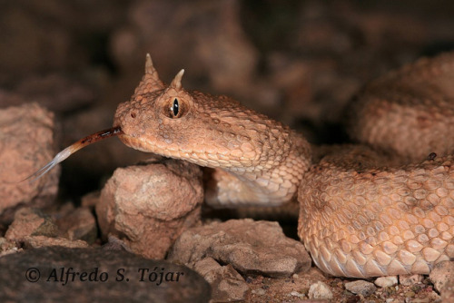 cupofsorrows:a-book-of-creatures:exotic-venom: (Cerastes cerastes) desert horned viper “So it&