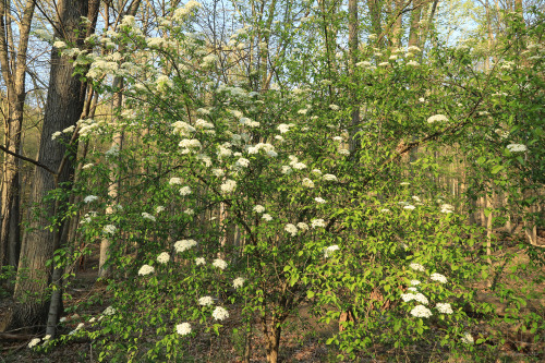 Elizabeth’s Woods, part of the Toms Run Preserve system, is located just a few minutes from wh