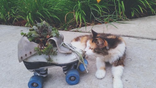 undergroundbasement: Midwest kitty ft. plant