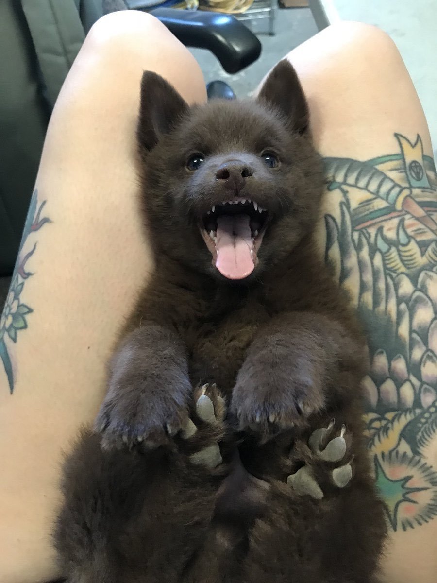 protect-and-love-animals:Look this baby wolf